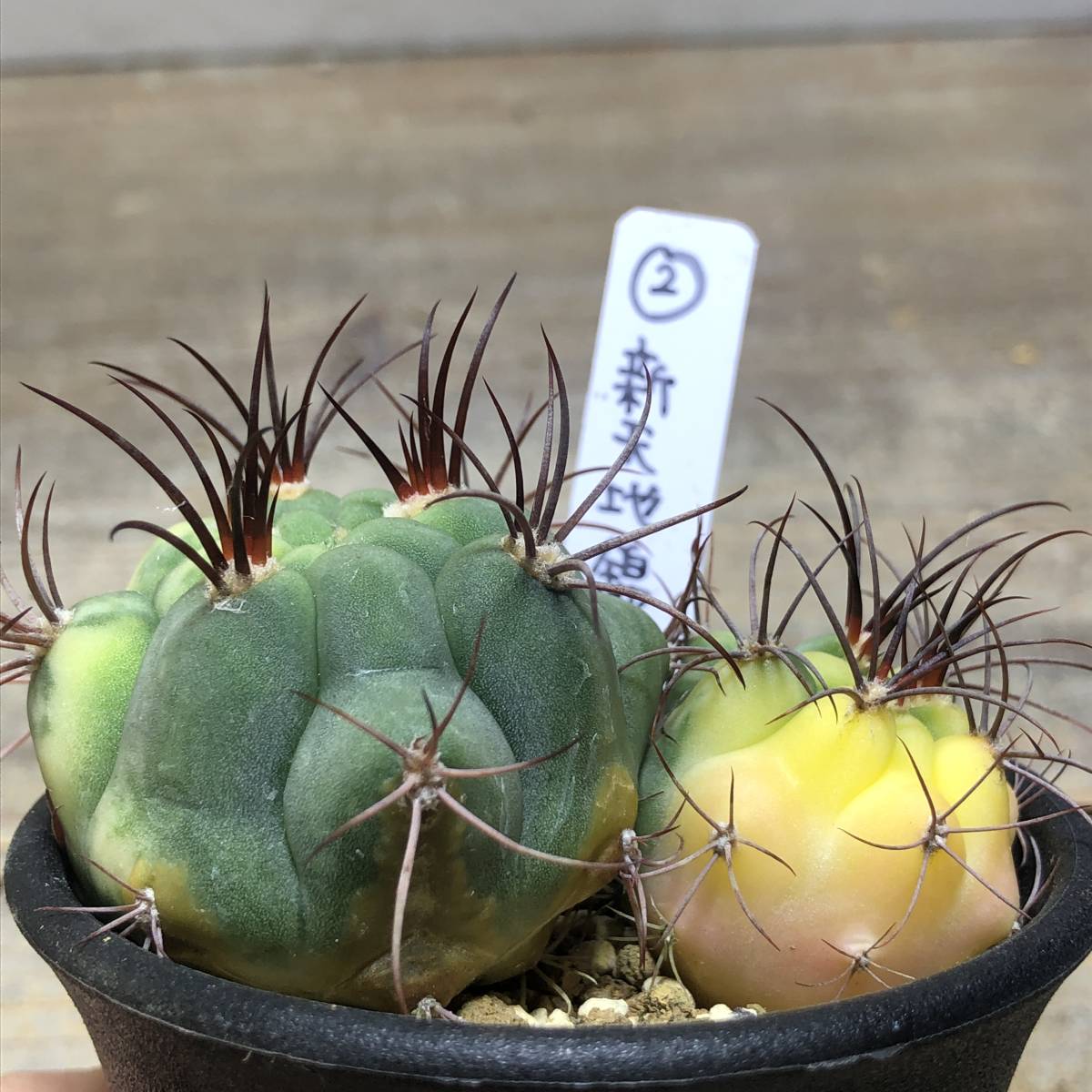 新天地錦 3鉢セット サボテン
