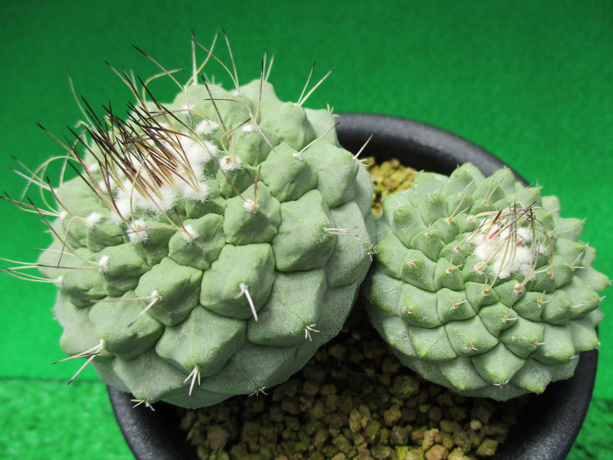 Yahoo!オークション ☆ガマンマの 菊水」サボテン (観葉植物) の 赤花 