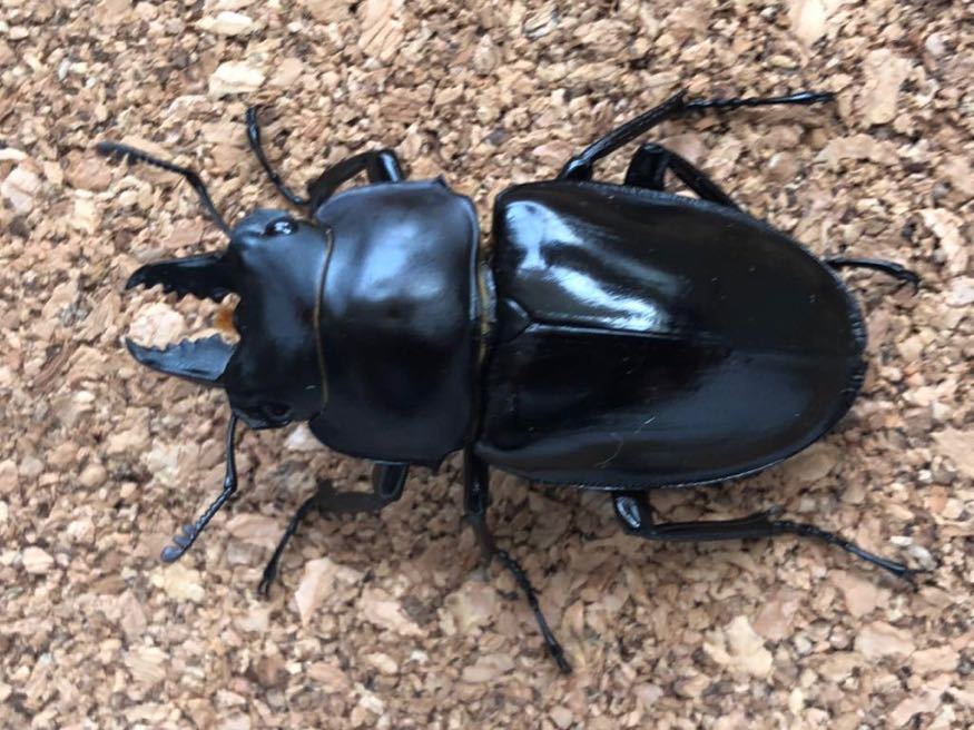 アマミマルバネクワガタ 徳之島 - 3 【公式通販】