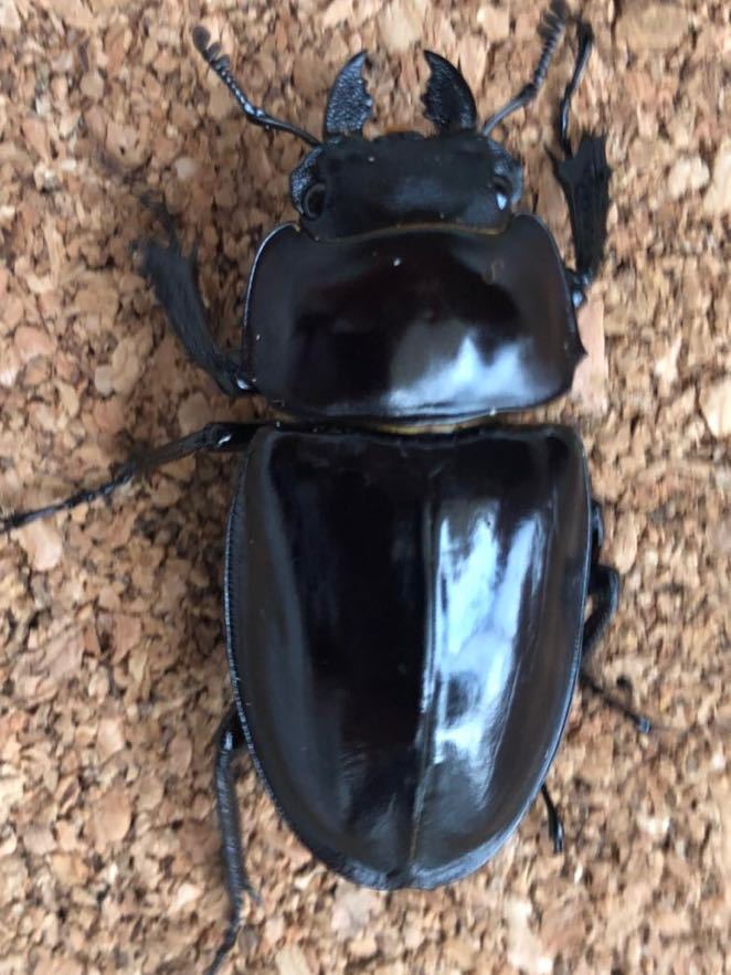 アマミマルバネクワガタ 徳之島産 (鹿児島県徳之島天城岳産）CBF1 飼育 