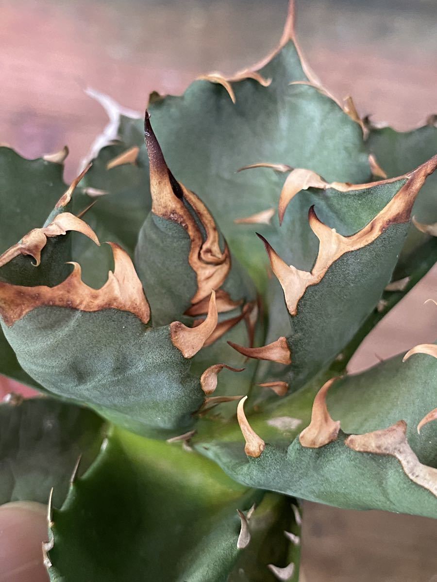 アガベ TITANOTA チタノタ 強棘 AGAVE titanota Agave ボールタイプ 美