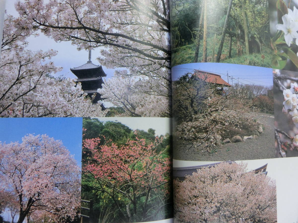 櫻よ 花見の作法 から 木のこころ ま 佐野藤右衛門 京の十六代目 桜守 なぜ日本人は桜をこれほど愛するのか 雑学 知識 売買されたオークション情報 Yahooの商品情報をアーカイブ公開 オークファン Aucfan Com