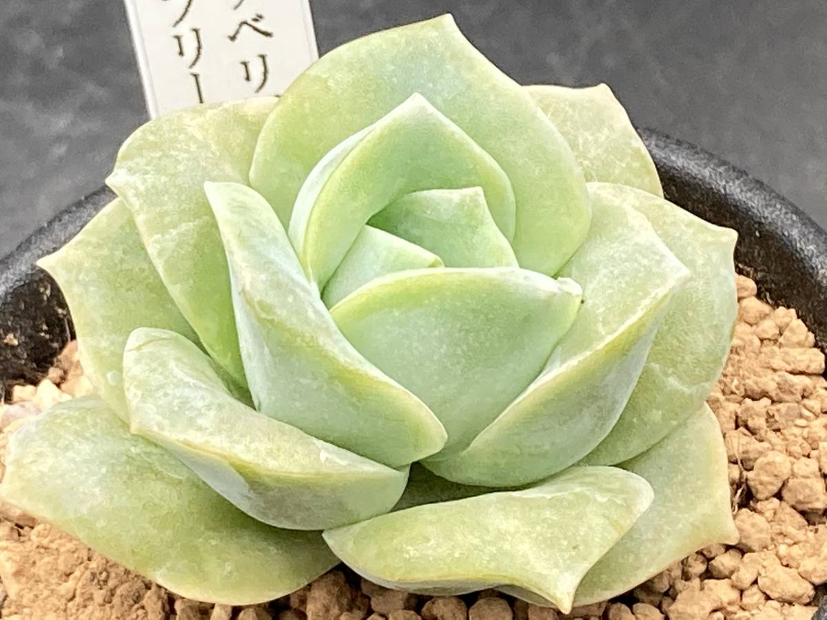多肉植物 ラブリーローズ エケベリア | 2.5号｜ 植物の 園芸ネット本店