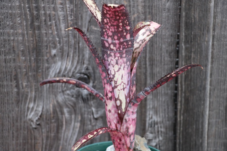 Billbergia Sparkling Burgundy Unusual Billbergia 'Sparkling