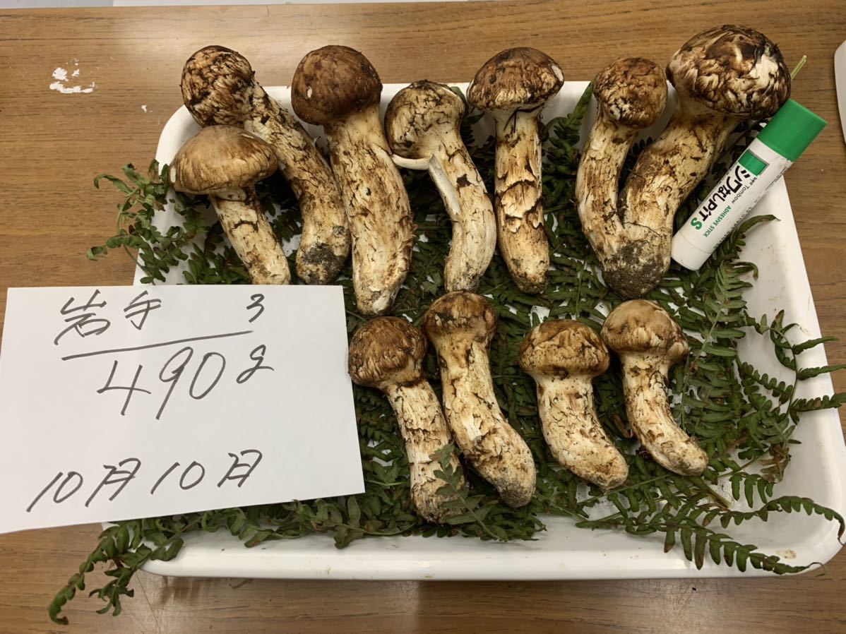岩手県産松茸 10月10日 3 岩手県産 松茸 岩手県産
