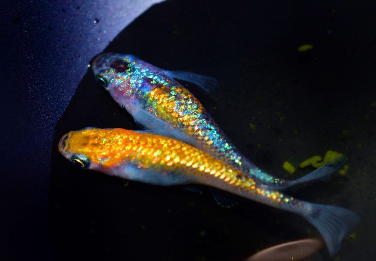 花嫁めだか オーロラの美しさ 泳ぐ宝石 月弓メダカ 本家様血統 有精卵15個 めだか 売買されたオークション情報 Yahooの商品情報をアーカイブ公開 オークファン Aucfan Com