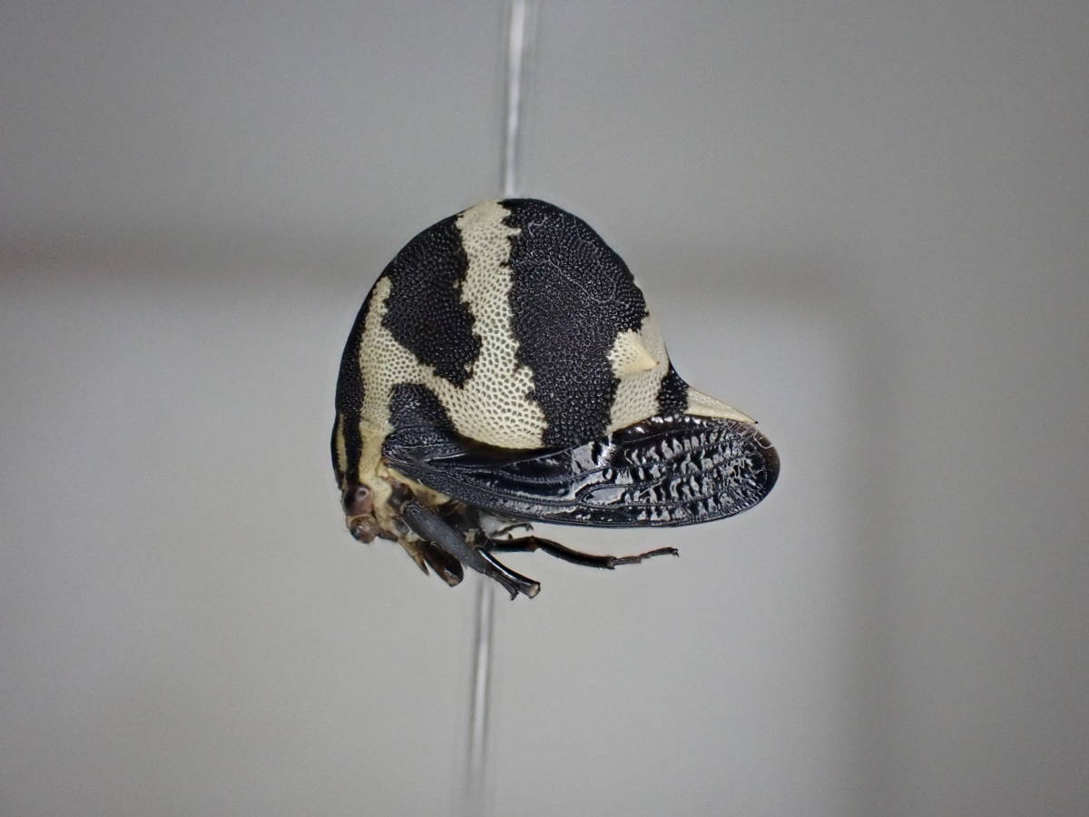 ツノゼミ 珍品 ヘルメットツノゼミ Anchistrotus sp.3 ペルー 13㎜程度
