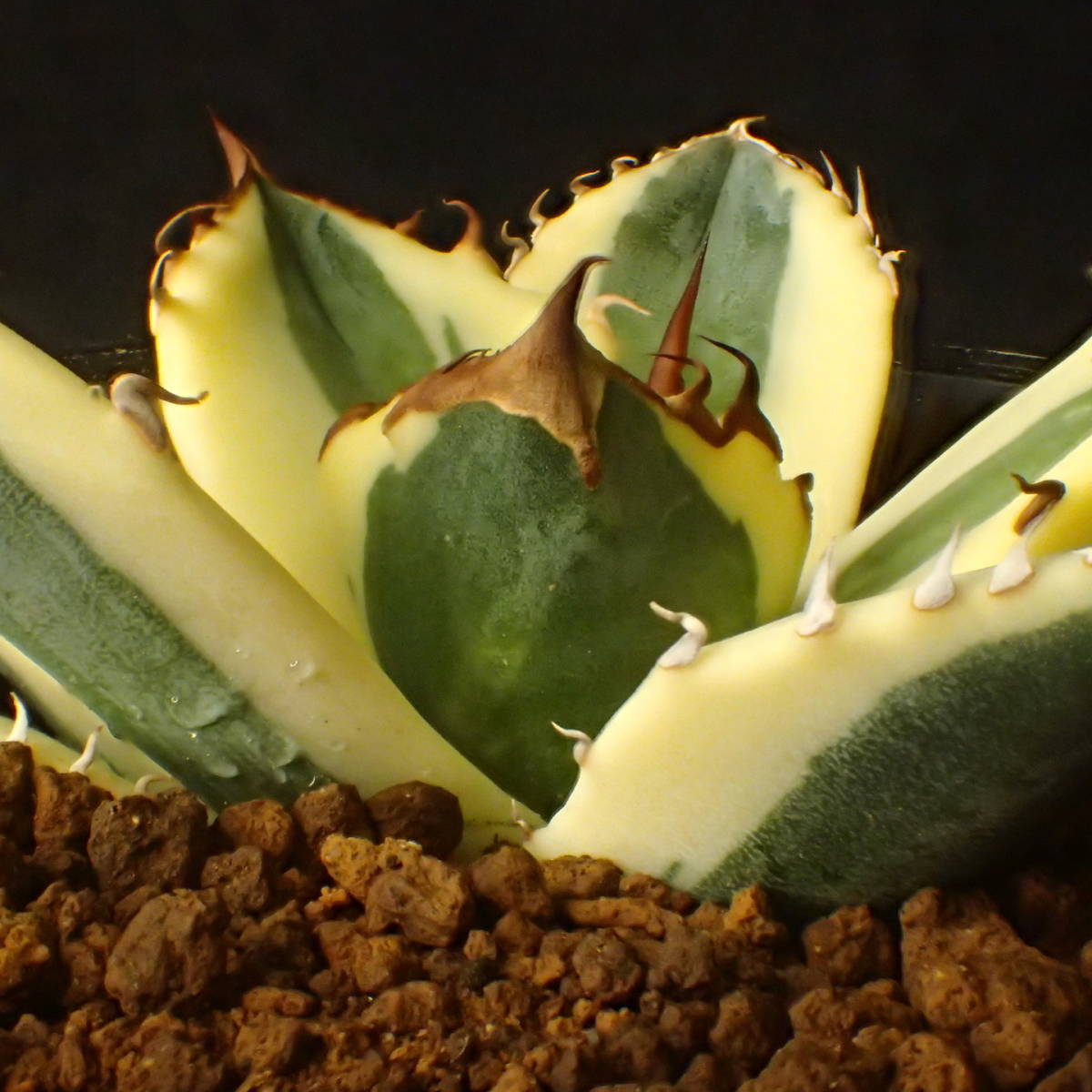大株! 赤く染まる覆輪 最高美品 発根済 Agave titanota 'snaggletooth' チタノータ 斑入り スナグルトゥース/ アガベ _1