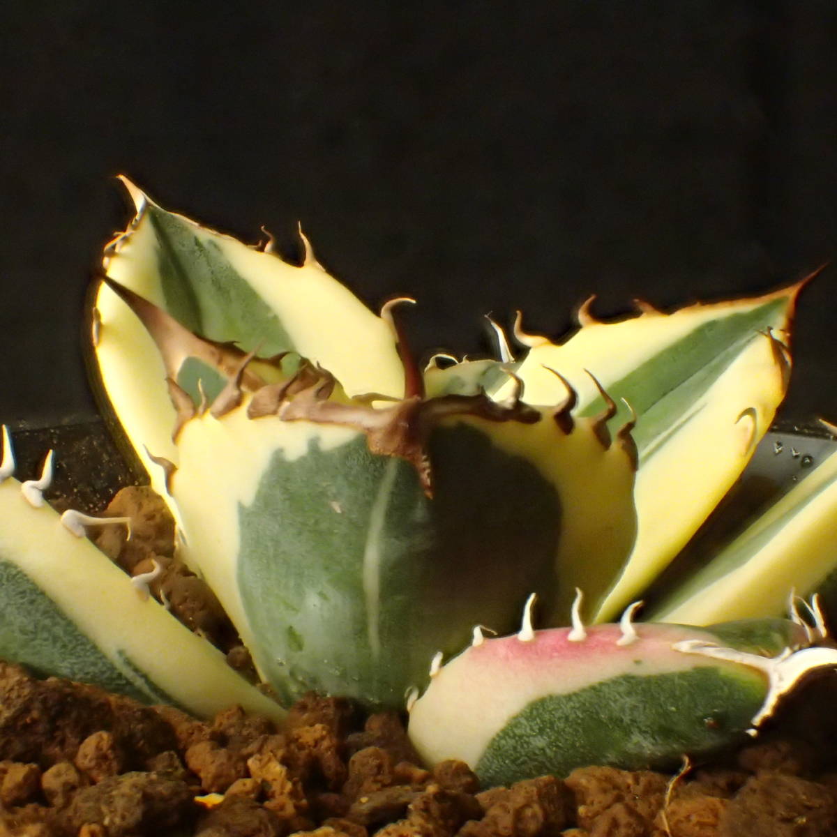 大株! 赤く染まる覆輪 最高美品 発根済 Agave titanota 'snaggletooth' チタノータ 斑入り スナグルトゥース/ アガベ _2