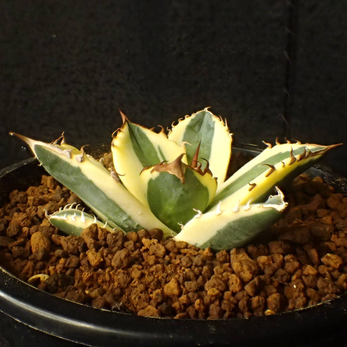 大株! 赤く染まる覆輪 最高美品 発根済 Agave titanota 'snaggletooth' チタノータ 斑入り スナグルトゥース/ アガベ _5