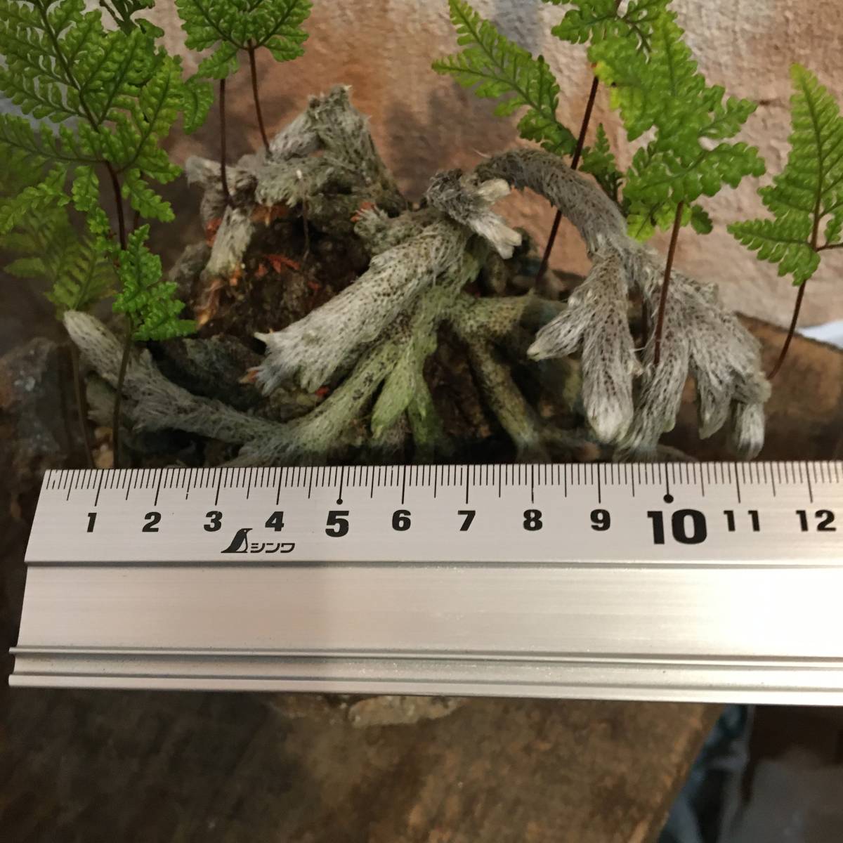 石化トキワシノブ 猫の手シノブ 樹高14cm 盆栽 売買されたオークション情報 Yahooの商品情報をアーカイブ公開 オークファン Aucfan Com