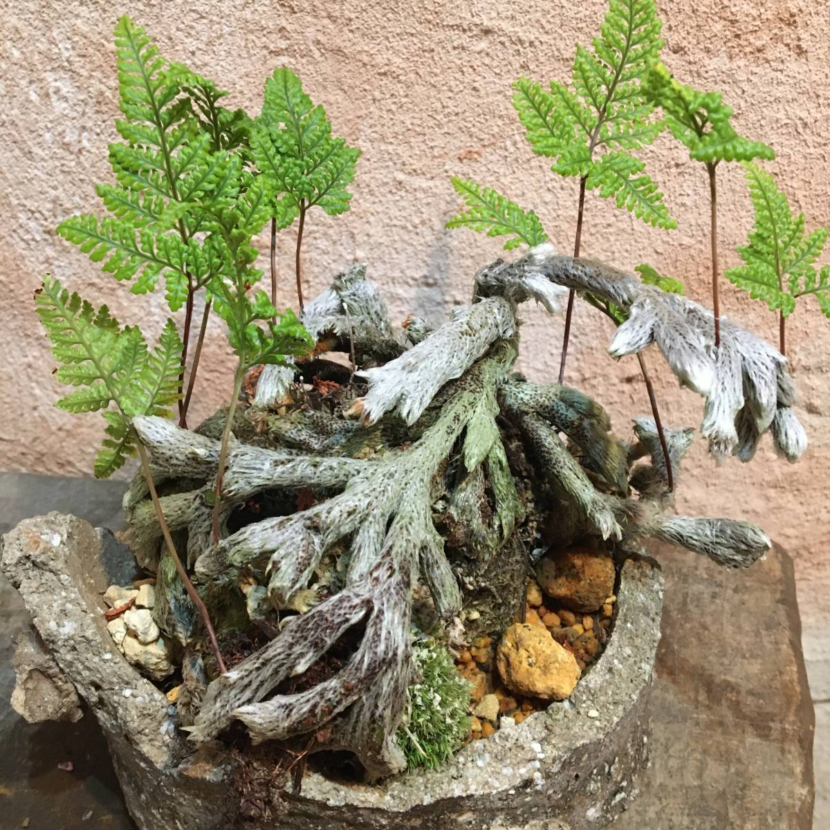 石化トキワシノブ 猫の手シノブ 樹高14cm 盆栽 売買されたオークション情報 Yahooの商品情報をアーカイブ公開 オークファン Aucfan Com