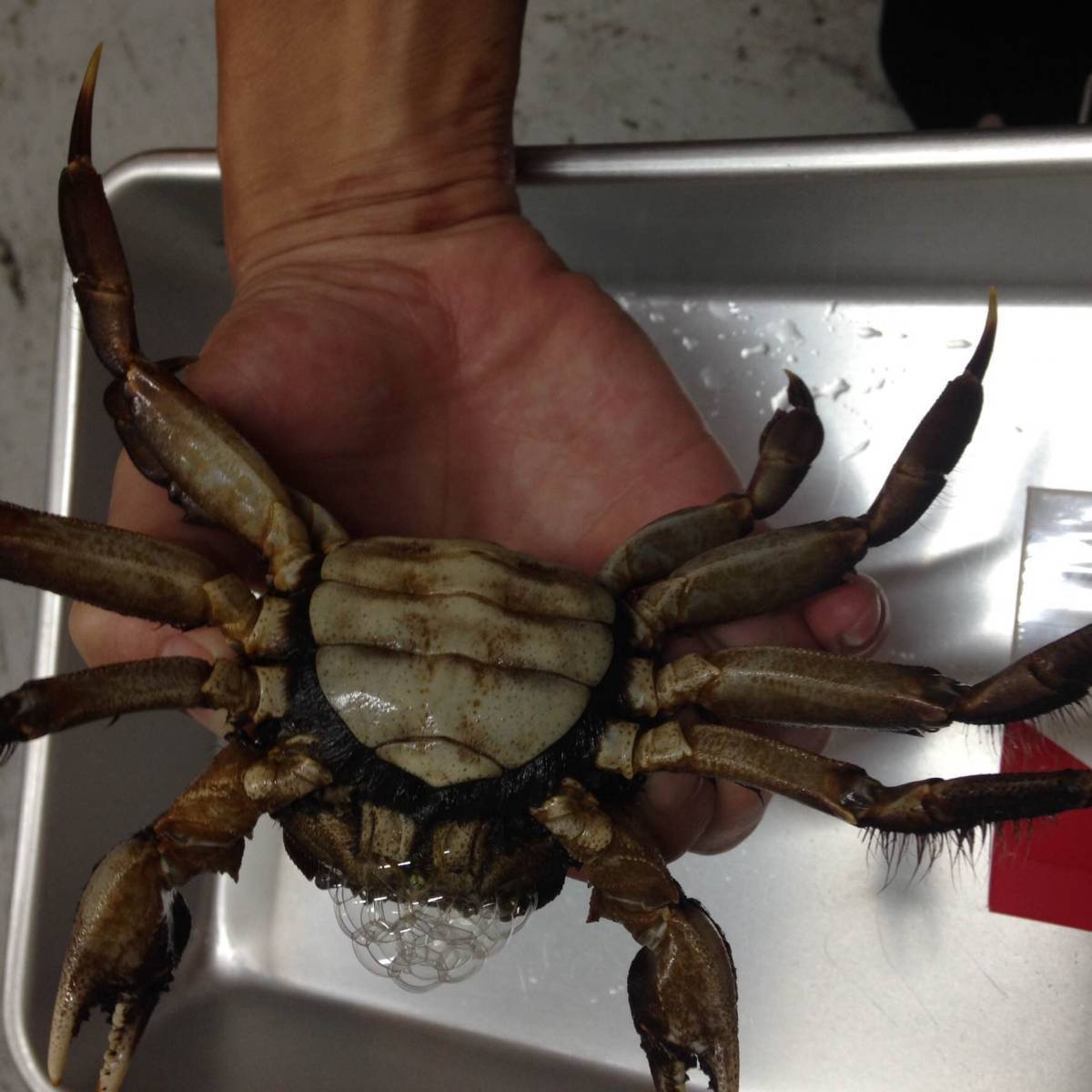 モクズガニ　メス150g～　1kｇ　　オス300ｇ前後　1ｋｇ　大分県　　モクズガニ（検上海ガニ、ツガニ　11/3 モクズガニ 公式通販 1.5ｋｇ 計3ｋｇ 特大オス350ｇ前後 特選大メス
