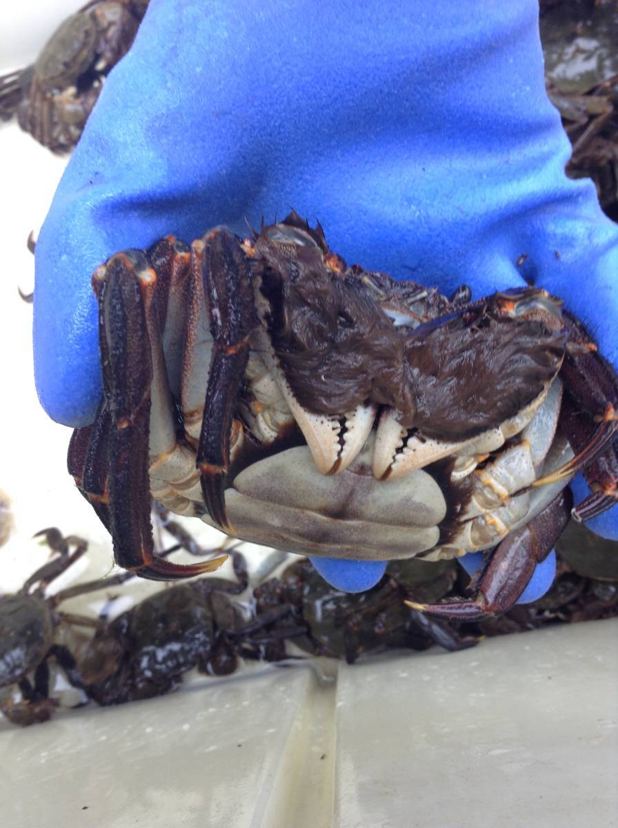 モクズガニ　メス150g～　1kｇ　　オス300ｇ前後　1ｋｇ　大分県　　モクズガニ（検上海ガニ、ツガニ　11/3 モクズガニ 公式通販 1.5ｋｇ 計3ｋｇ 特大オス350ｇ前後 特選大メス