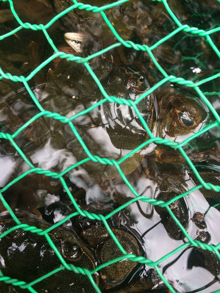 モクズガニ　メス150g～　1kｇ　　オス300ｇ前後　1ｋｇ　大分県　　モクズガニ（検上海ガニ、ツガニ　11/3 モクズガニ 公式通販 1.5ｋｇ 計3ｋｇ 特大オス350ｇ前後 特選大メス