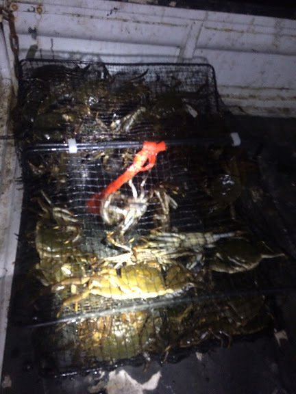 モクズガニ　メス150g～　1kｇ　　オス300ｇ前後　1ｋｇ　大分県　　モクズガニ（検上海ガニ、ツガニ　11/3 モクズガニ 公式通販 1.5ｋｇ 計3ｋｇ 特大オス350ｇ前後 特選大メス