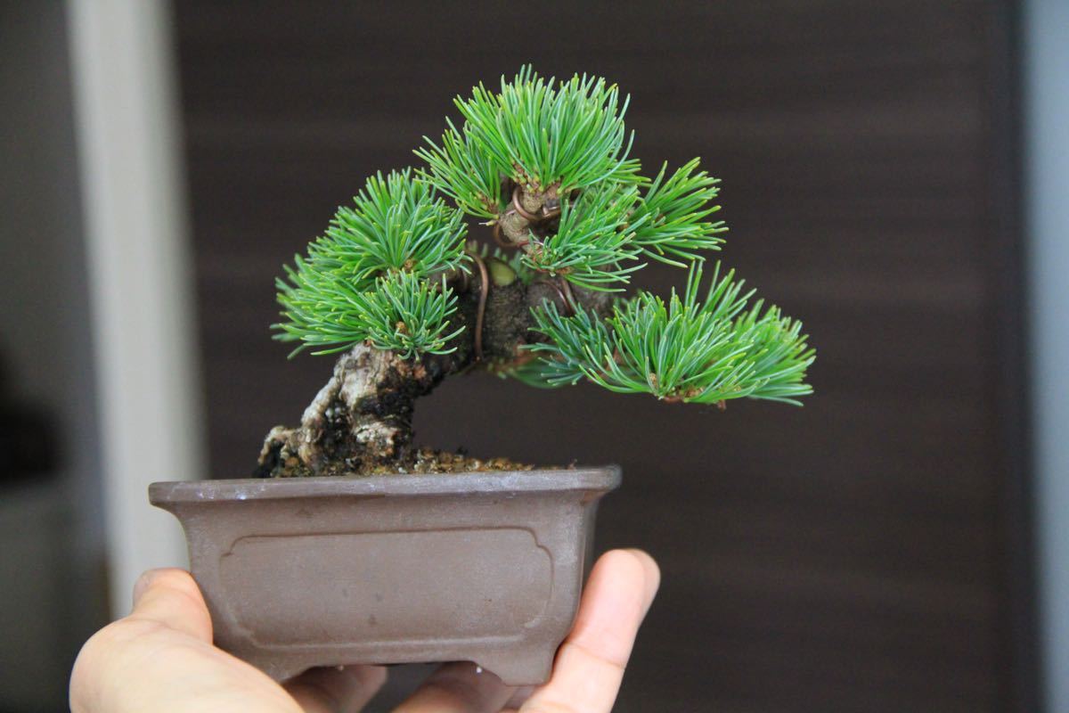 □□八房五葉松 仕立物 樹高40cm □□八房五葉松 仕立物 樹高40cm