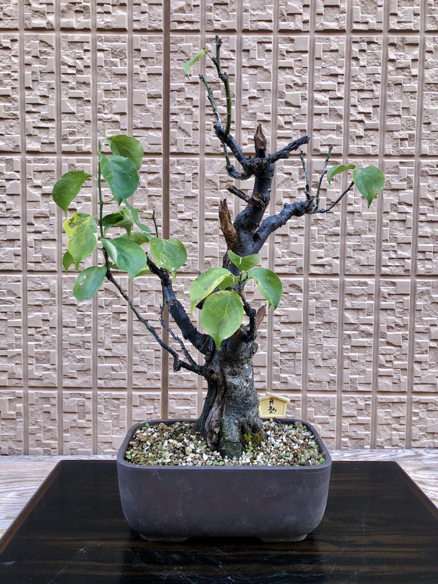 梅盆栽 月影 白花 古木 梅 売買されたオークション情報 Yahooの商品情報をアーカイブ公開 オークファン Aucfan Com