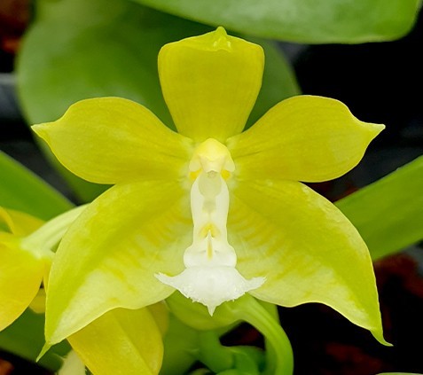 洋蘭原種 (201) 板付 Phal. mannii 'Green' (Self)ファレノプシス