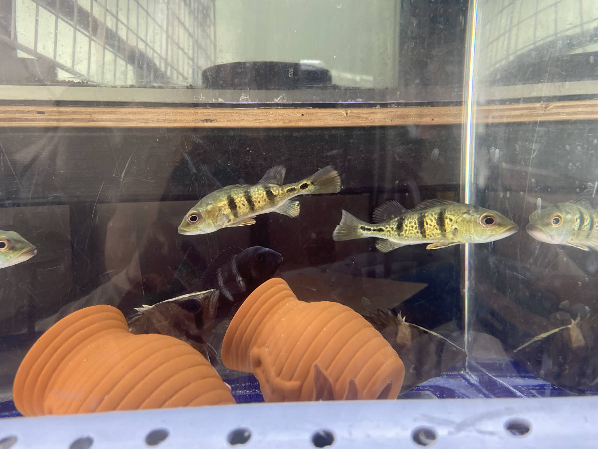 キクラ ビリーケン ケルベリータイガー Yahoo!オークション Cichlid 