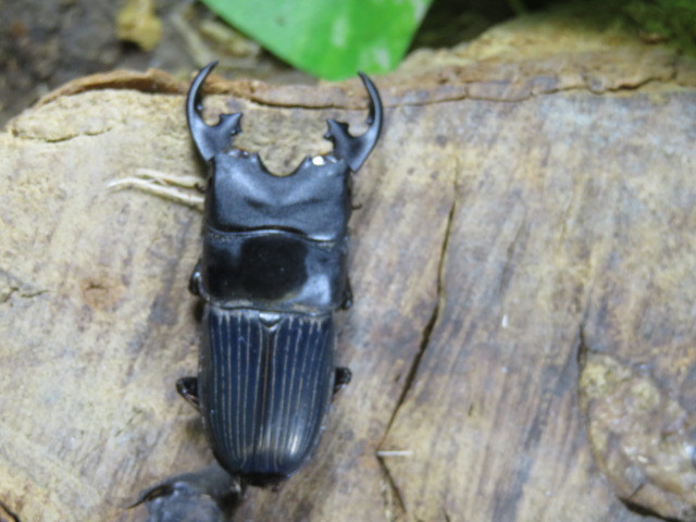 大得価，低価 WD 成虫 プラティオドンネブトクワガタ ♂43ミリ♀25ミリ アルファック クワガタ販売アリスト 1円(外国産)｜売買されたオークション情報、yahooの商品情報をアーカイブ公開 - オークファン 外国産