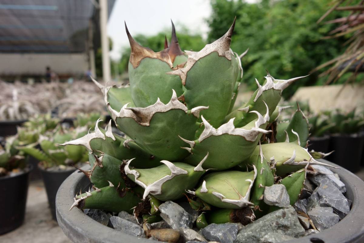SALE!!! 6.アガベ・チタノタ ☆ Agave Titanota アガベ 観葉植物