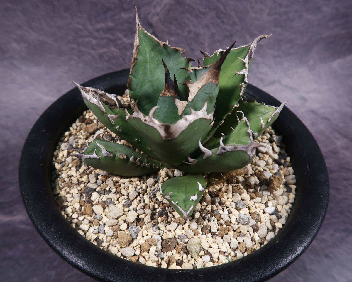 ６個セット割引　アガベ　チタノタ SALE!!! 6.アガベ・チタノタ ☆ Agave Titanota アガベ 観葉植物