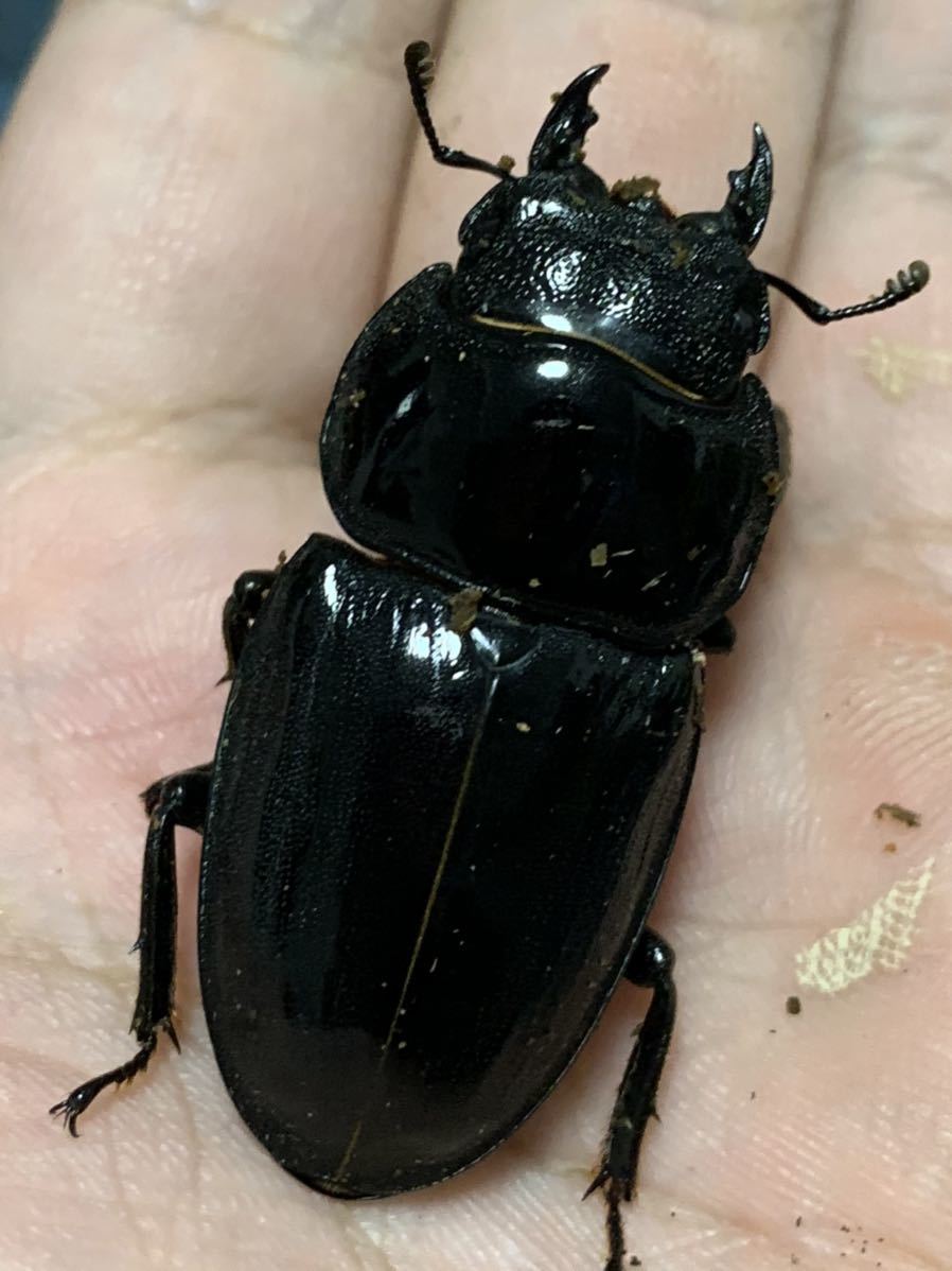 calmanaパラワン #H0719-4 オオヒラタ♂102.2mm + ♀49mm up 貴重