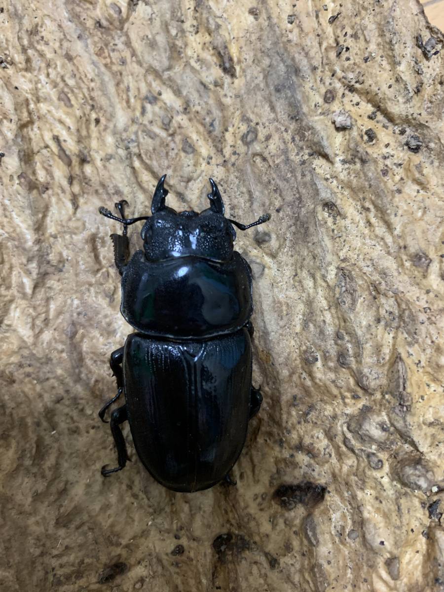 新成虫 オオクワガタ DRIP ♂86.0mm+♀54.5mm 同腹ペア 能勢YG 