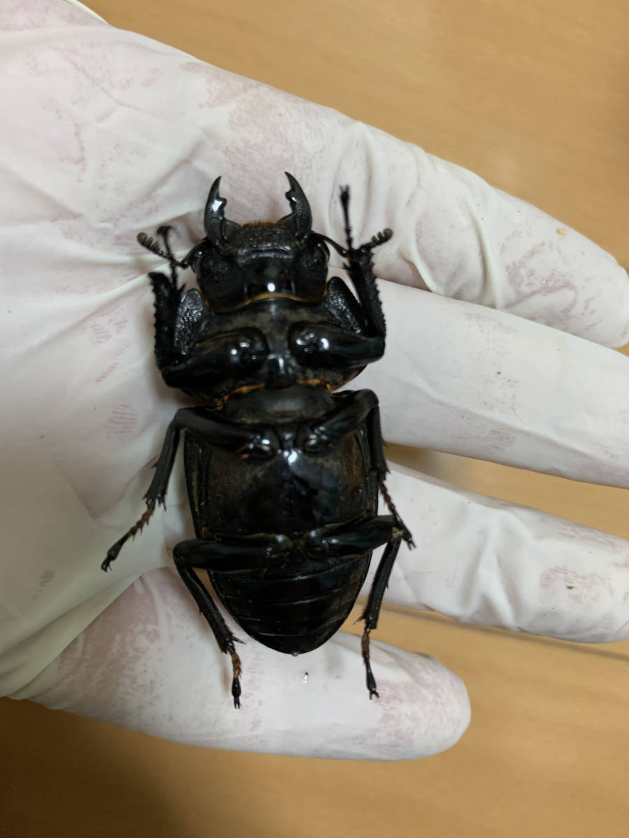 新成虫 オオクワガタ DRIP ♂86.0mm+♀54.5mm 同腹ペア 能勢YG 