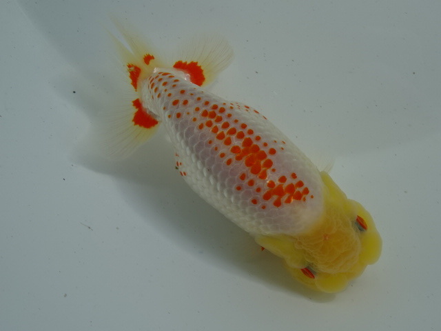 Atelier lamps】宇野系らんちゅう4才 オス×2 メス×1の産卵セット②