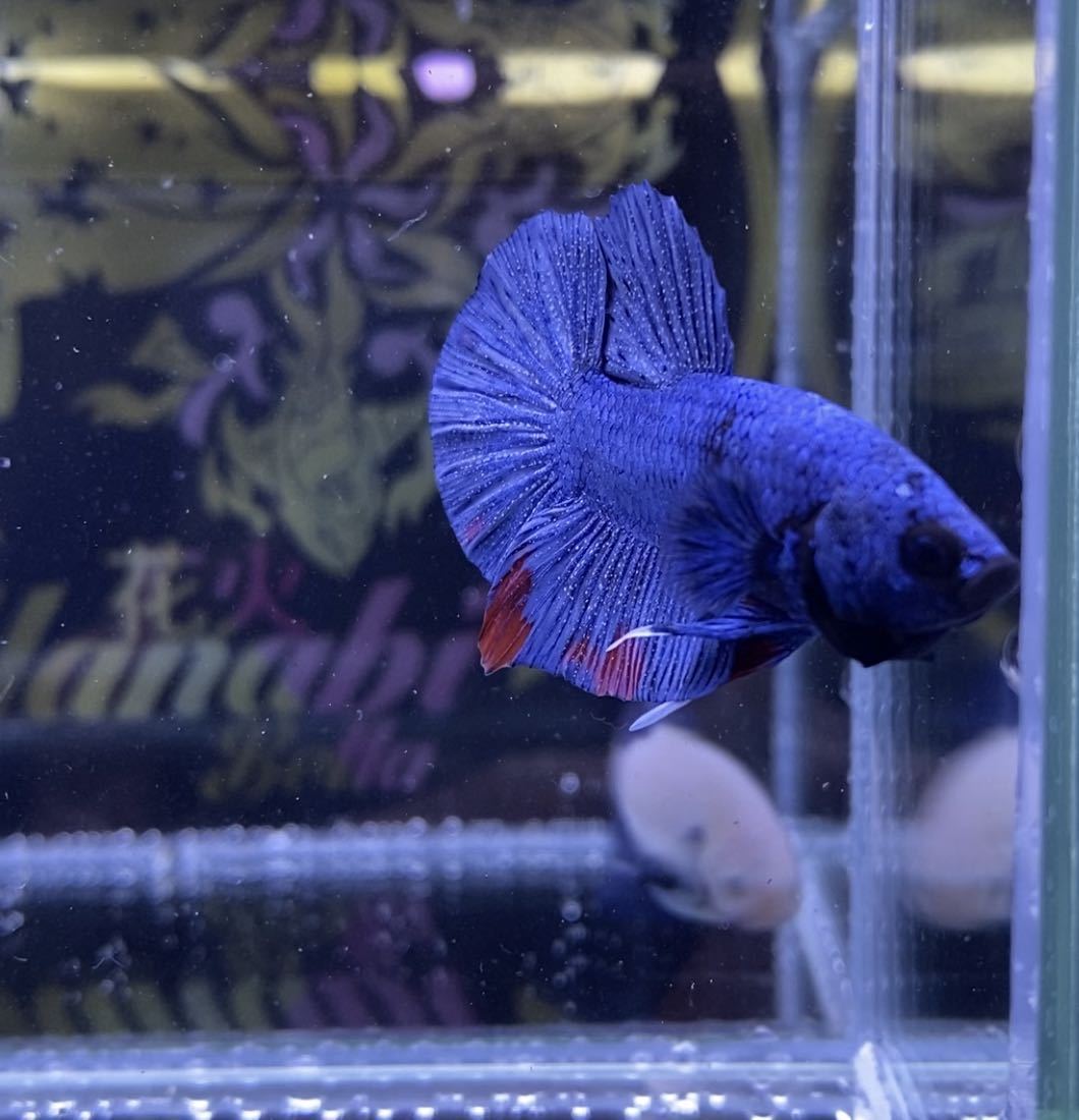 HANABI BETTA ] オス♂ プラカット ブルーライト(アバターライン)動画