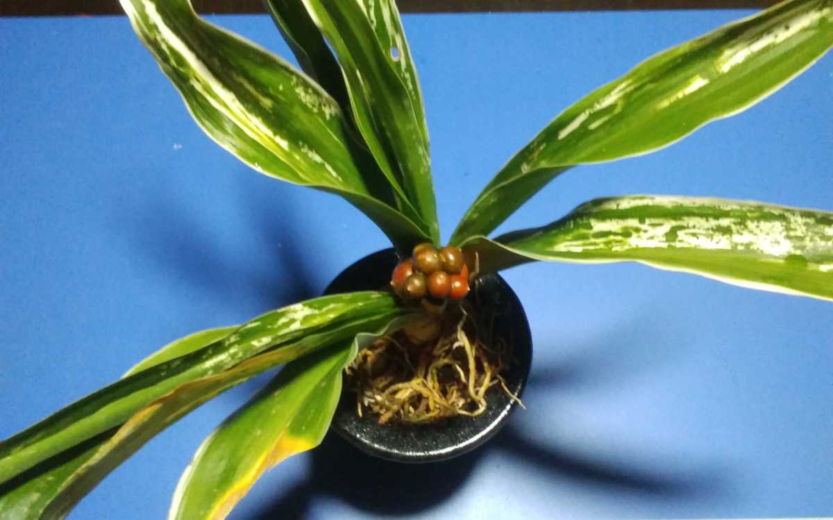 縁起物　おもと　万年青　「大雪山大久保性」実つき　根巻き２_1