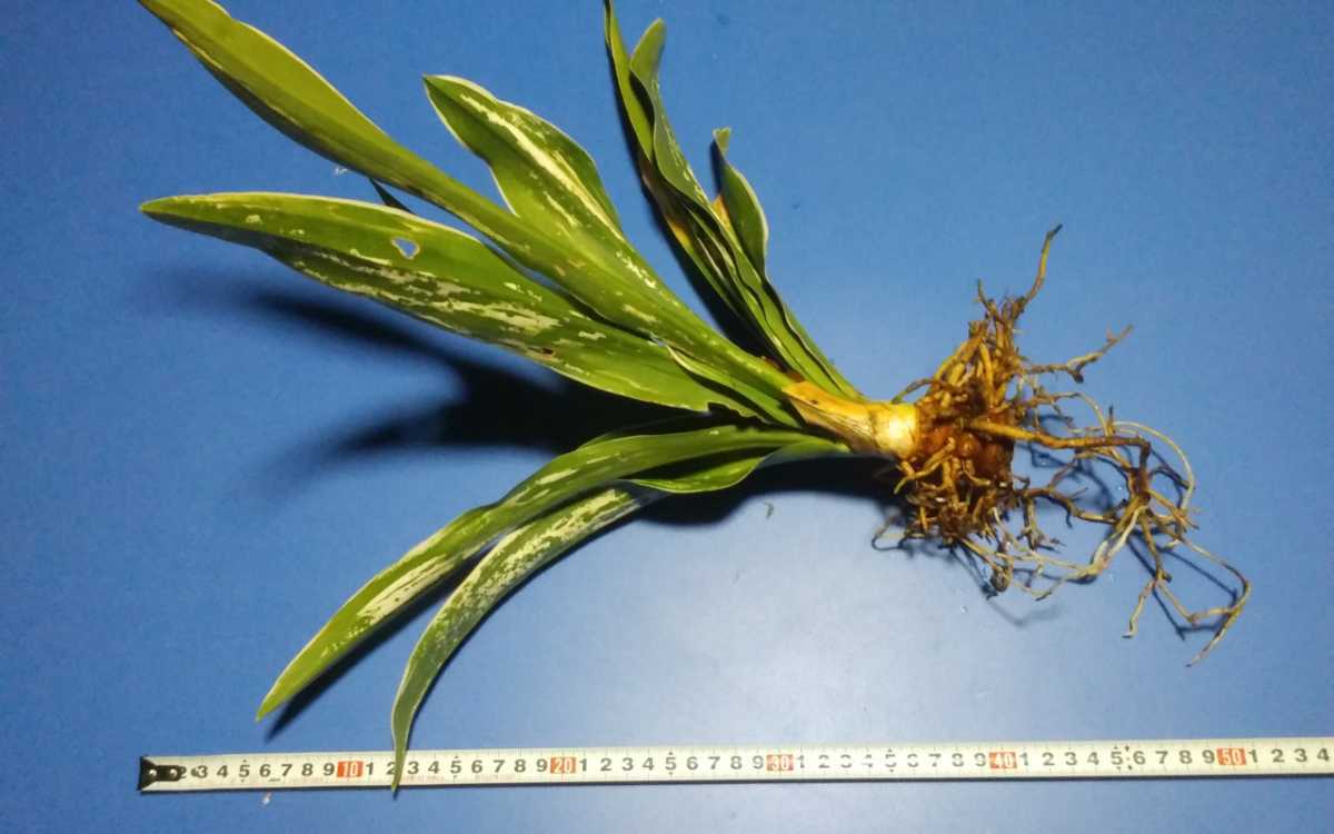 縁起物　おもと　万年青　「大雪山大久保性」実つき　根巻き２_3