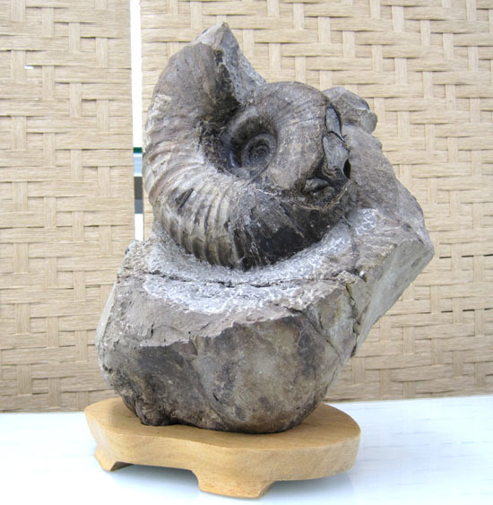 化石 アンモナイト 台付 約8kg 北海道 札幌市手稲区 【公式通販】