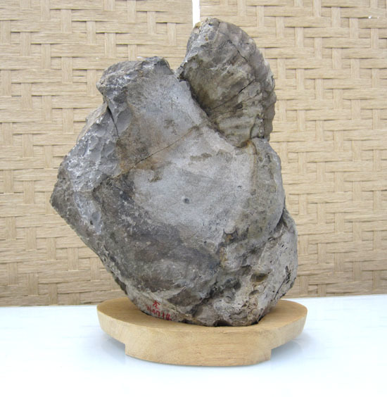 化石 アンモナイト 台付 約8kg 北海道 札幌市手稲区 【公式通販】
