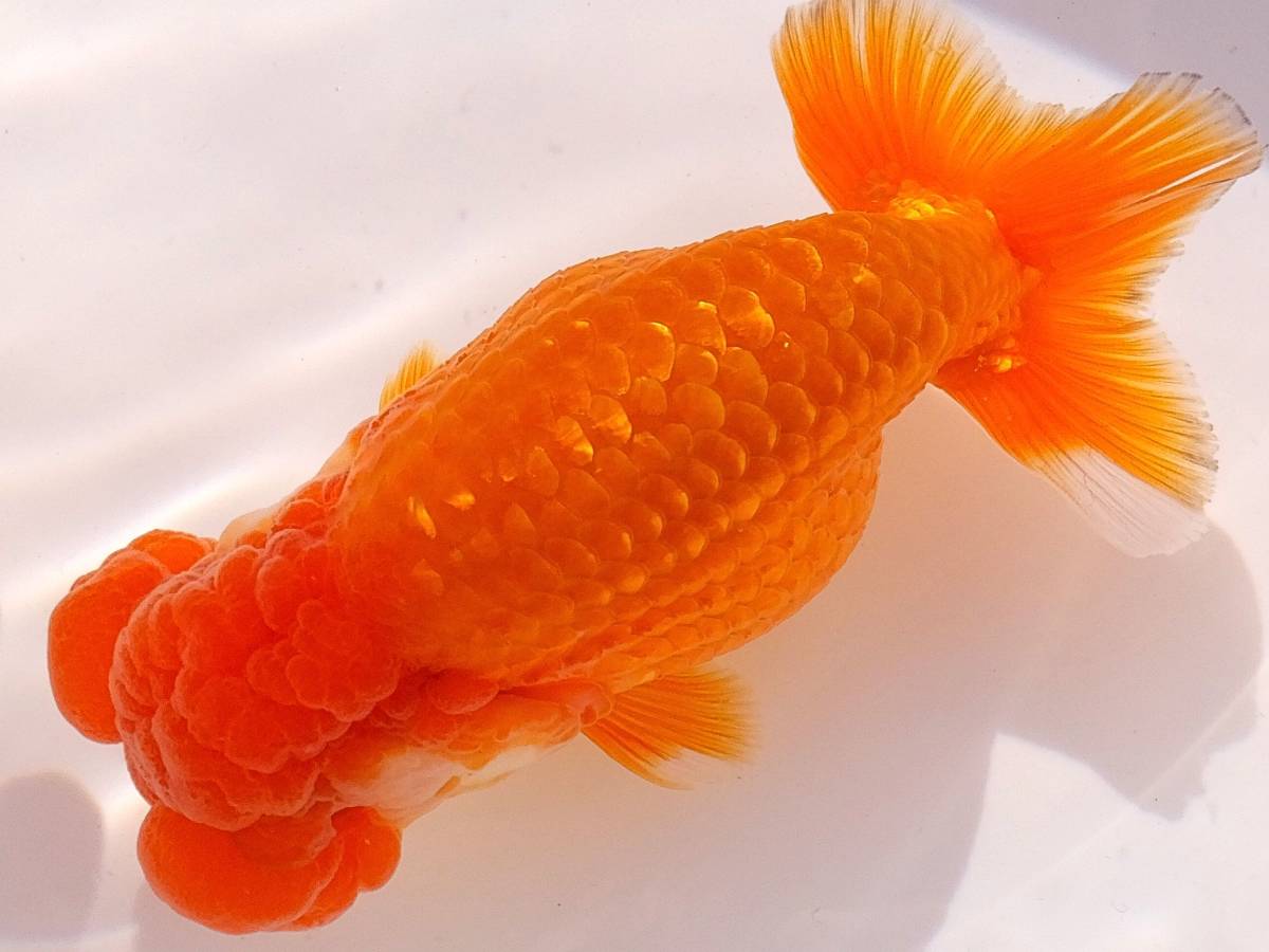 超フンタン系 M Blood 特選種魚 明2歳 12 5cm雌 H 8 らんちゅう 売買されたオークション情報 Yahooの商品情報をアーカイブ公開 オークファン Aucfan Com