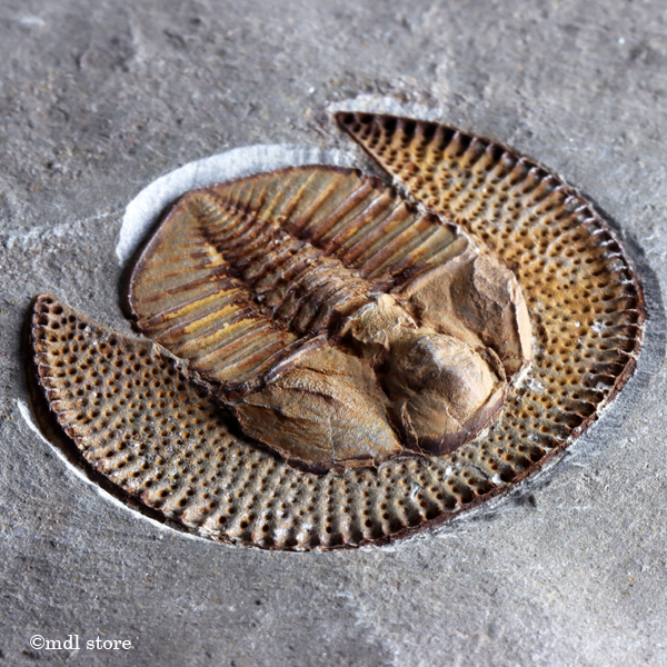 レア！ウミユリの化石【Ascocystites sp.】【814 g】モロッコ王国産