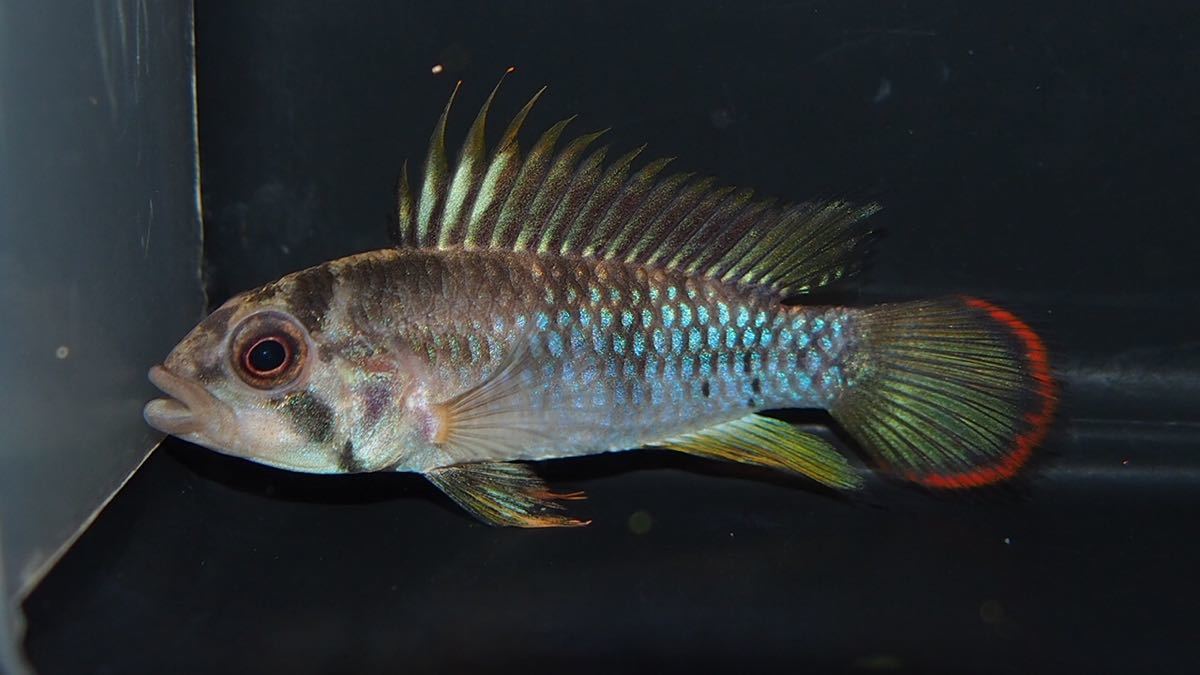 アピスト　インカ ♂ ４.５ｃｍ前後 ♀ ３ｃｍ前後 ペア　即決価格！送料や追加確認は質問にお願いします