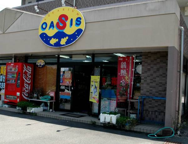 Oasisaquaオススメテトラ 糸ゴケ食べます ナノストムス ベックフォルディ ３匹セット テトラ 売買されたオークション情報 Yahooの商品情報をアーカイブ公開 オークファン Aucfan Com