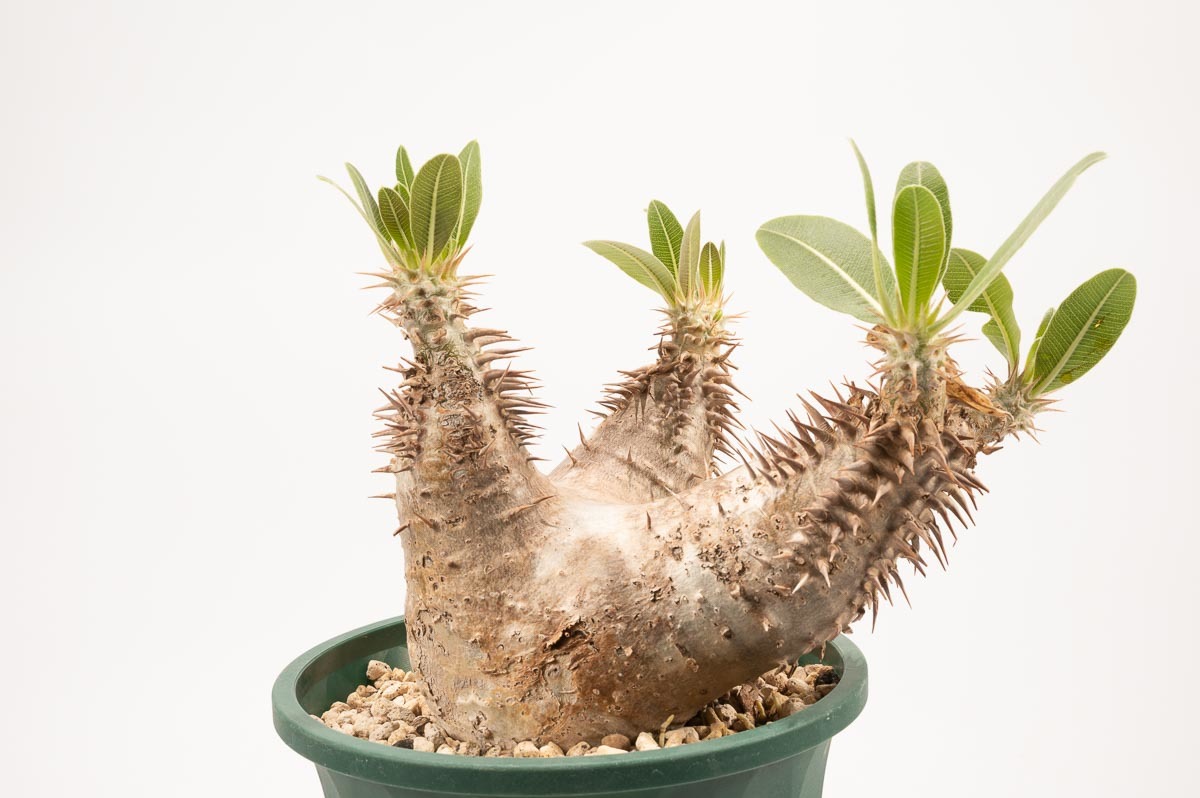 49 Pachypodium Densiflorum パキポディウム デンシフローラム サボテン 売買されたオークション情報 Yahooの商品情報をアーカイブ公開 オークファン Aucfan Com
