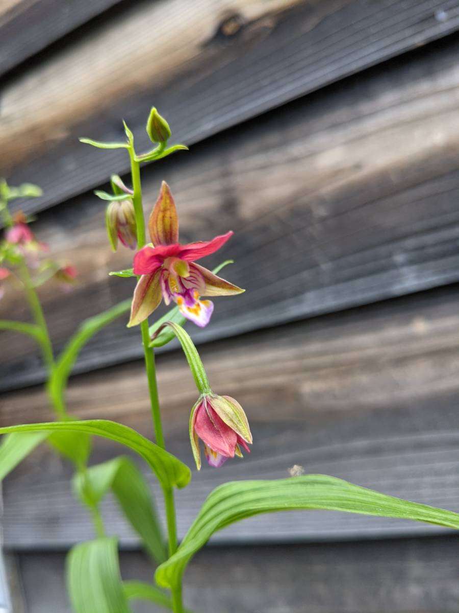 山野草◇赤花カキラン 加賀の緋◇花2本立ち