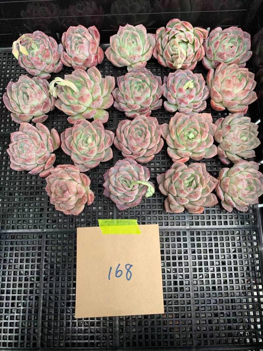 韓国多肉植物 韓国苗 エケベリア Echeveria 168 タスマニア 19個 岡山在庫 3 8岡山発送 サボテン 売買されたオークション情報 Yahooの商品情報をアーカイブ公開 オークファン Aucfan Com