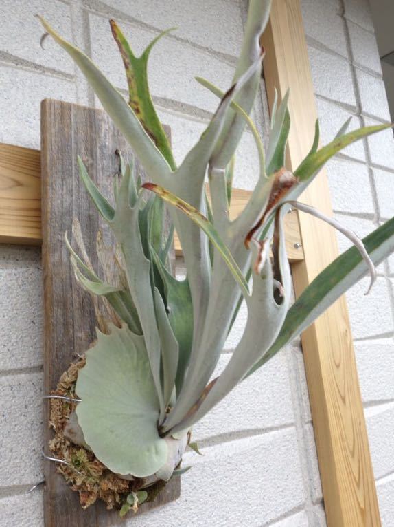 ビカクシダ ベイチー アーバンリバー カキコ苗 ビーチー P.veitchii