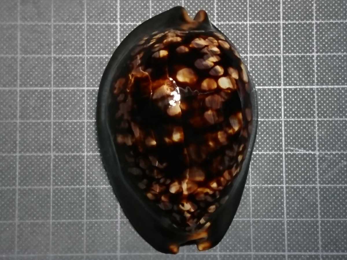 貝 貝殻 標本 ハチジョウダカラ 科学 自然 売買されたオークション情報 Yahooの商品情報をアーカイブ公開 オークファン Aucfan Com