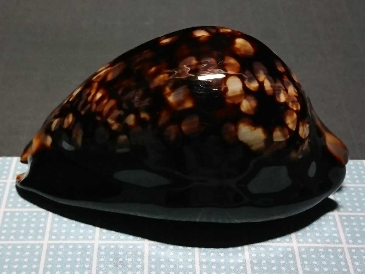 貝 貝殻 標本 ハチジョウダカラ 科学 自然 売買されたオークション情報 Yahooの商品情報をアーカイブ公開 オークファン Aucfan Com