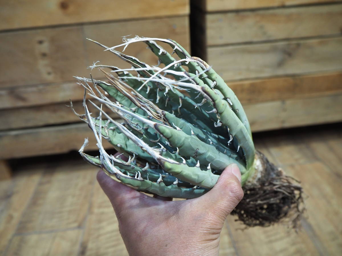 Agave titanota Iran emerald アガベ チタノタ イランエメラルド
