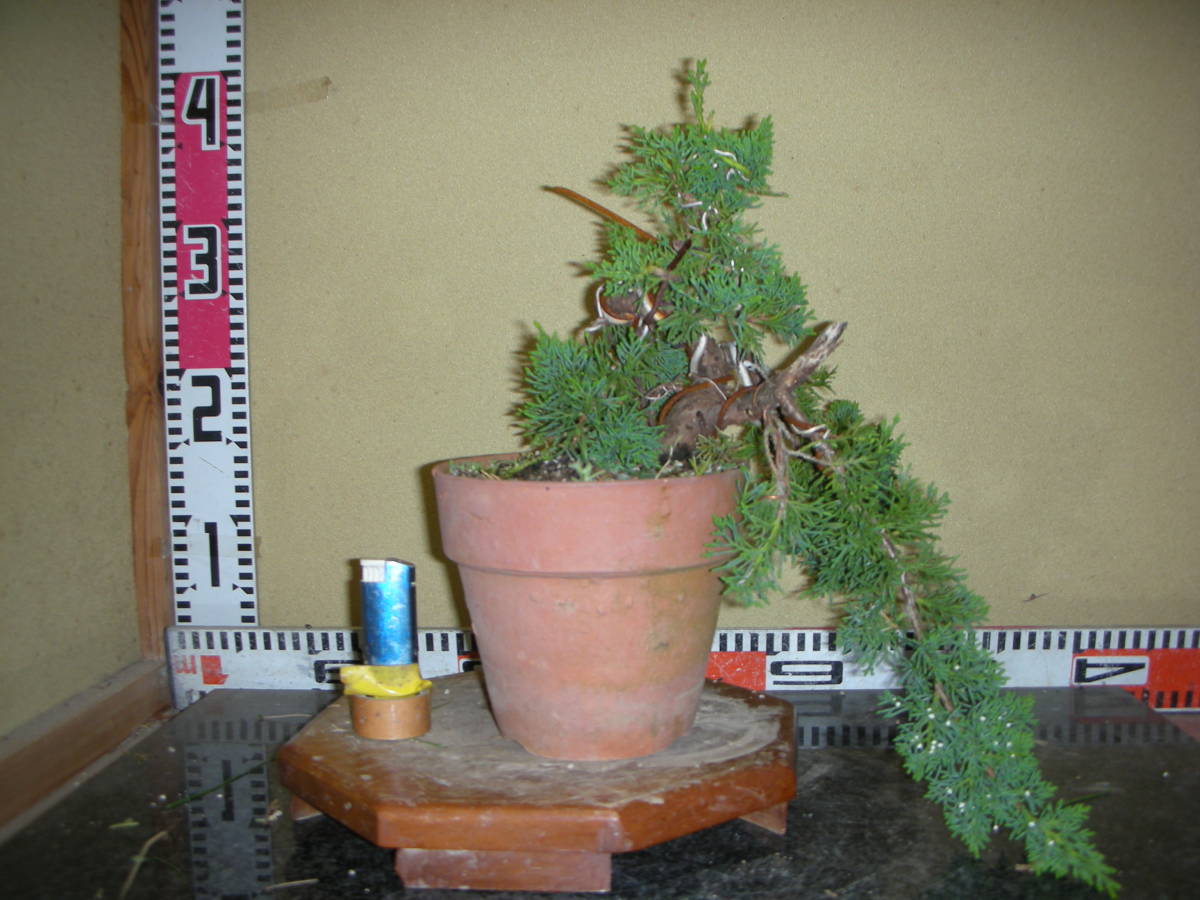 真柏 盆栽 糸魚川 - 懸崖風 鉢植え メルカリ -真柏盆栽懸崖の中古品 
