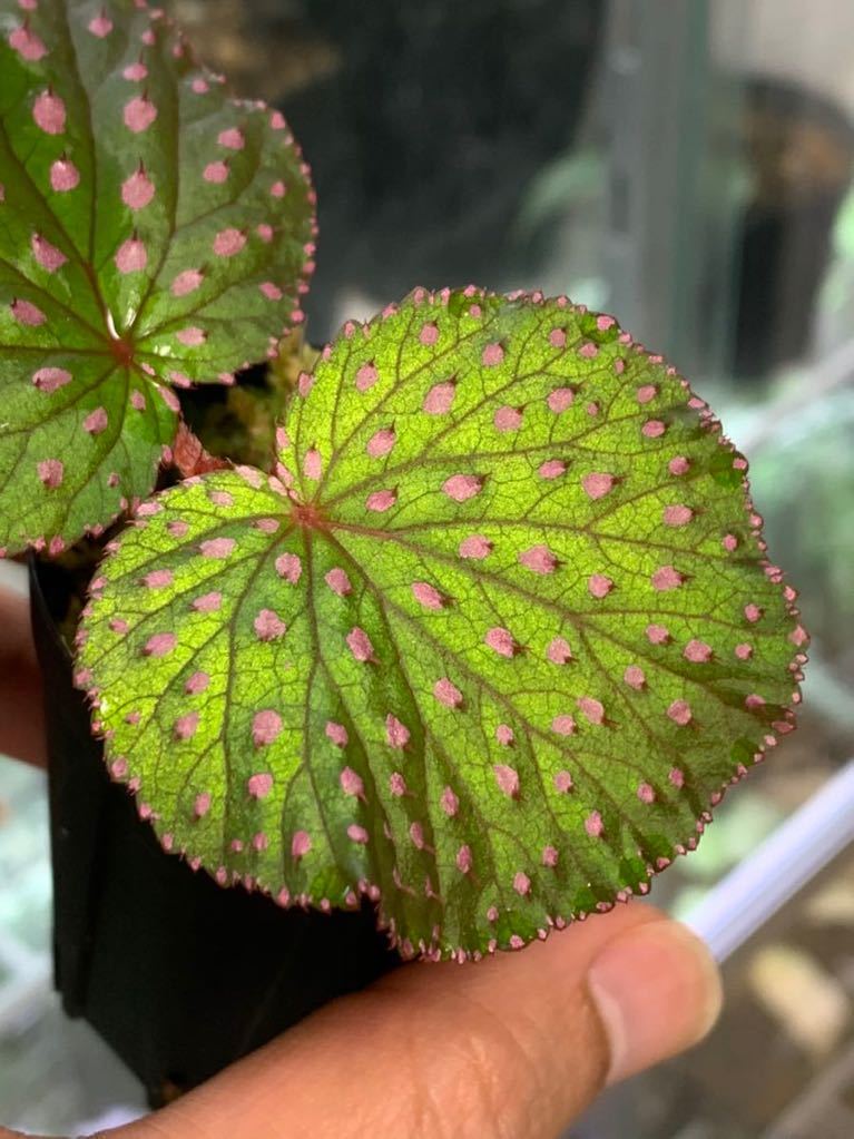 まん丸葉にピンク刺 Begonia Ocellata 増殖株 ベゴニア オケラータ 熱帯植物 観葉植物 売買されたオークション情報 Yahooの商品情報をアーカイブ公開 オークファン Aucfan Com