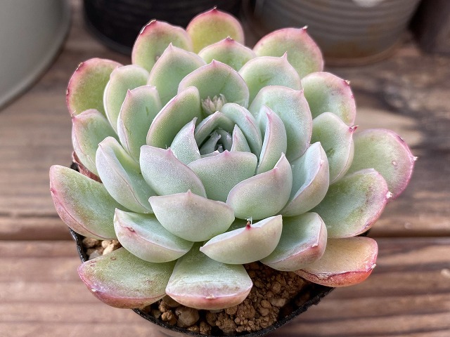 多肉植物 エケベリア 花月夜 根あり サボテン 売買されたオークション情報 Yahooの商品情報をアーカイブ公開 オークファン Aucfan Com